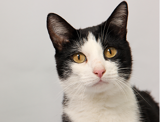 猫スタッフの紹介